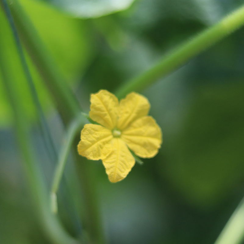 黄瓜花青瓜花一份净重3斤新鲜蔬菜沙拉特菜凉拌清炒