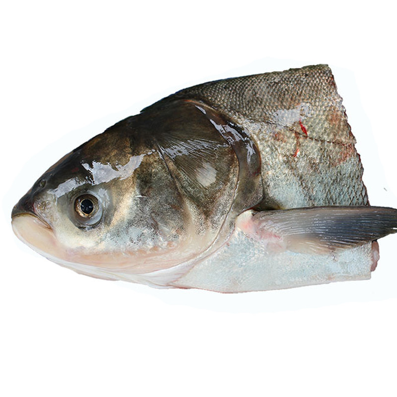 大鱼头胖头鱼头千岛湖鱼头鲢鱼头