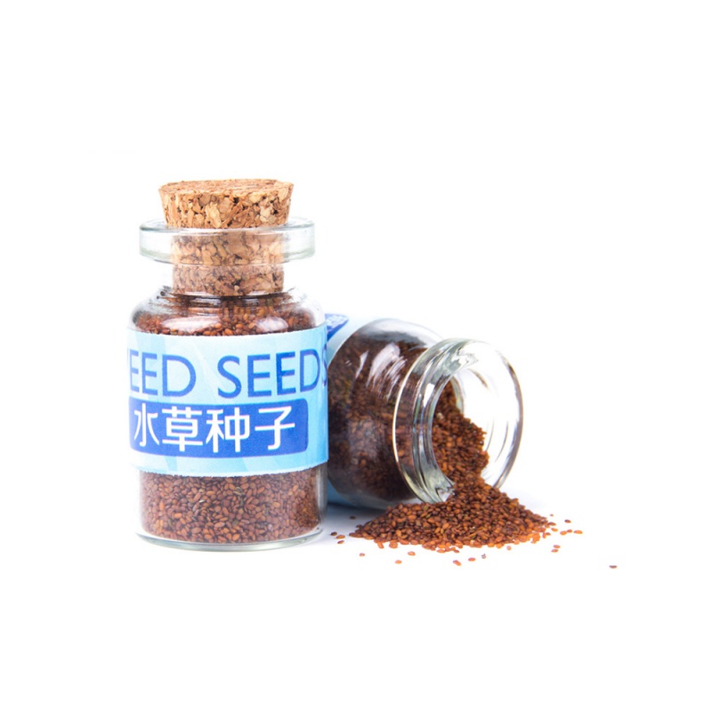 鱼缸水种籽不用泥的水种子牛毛毡珍珠水造景懒人水植物高清大图