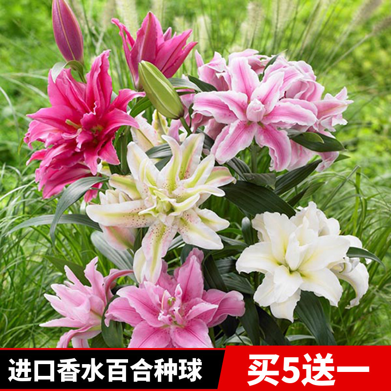 静谧园艺用品进口香水百合花大种球重瓣花苗带芽种子四季花卉室内庭院绿植盆栽百合种球一个 价格图片品牌报价 苏宁易购弘善园林专营店
