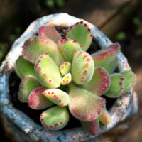 胭脂熊美国拉丝白熊红爪熊童子萌肉肉植物盆栽绿植云南多肉