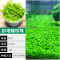 爬地矮珍珠前景水草植物日本水下叶鱼缸造景水培真草古法养鱼趴地