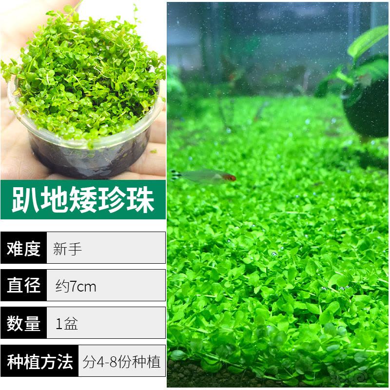 爬地矮珍珠前景水草植物日本水下叶鱼缸造景水培真草古法养鱼趴地图片