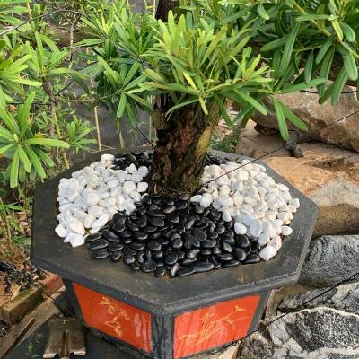 黑色石南宁雨花石鹅卵石花盆栽鱼缸小黑石子园艺铺地装饰园林石头