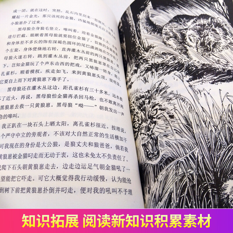 正版 疯羊血顶儿 动物小说大王沈石溪品藏书系中小学生课外阅读书不带拼音儿童文学书籍 浙江少年儿童