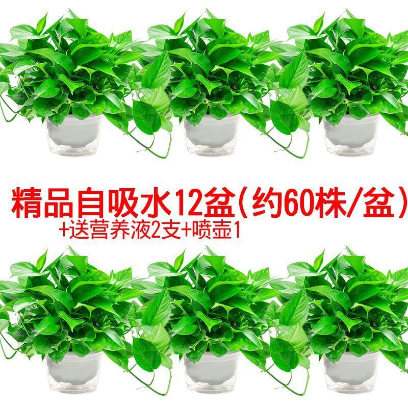 绿萝盆栽室内弹痕净化空气绿萝长藤垂吊水培植物盆景大绿箩180精品自吸水12盆 壶1 液2 带盆栽好报价 参数 图片 视频 怎么样 问答 苏宁易购