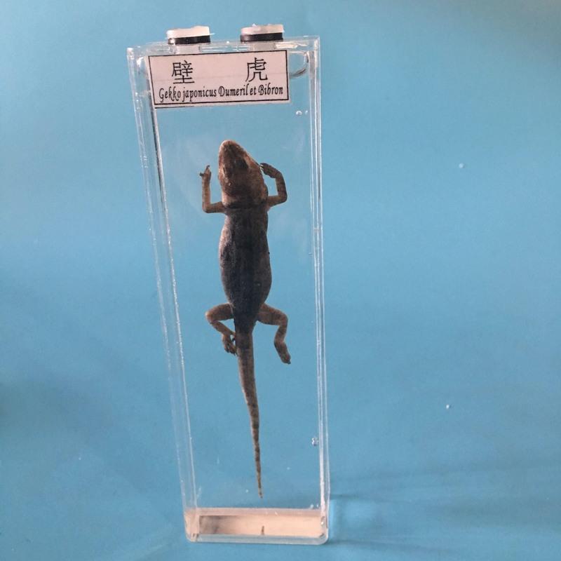 大蜘蛛 真实动物标本盒海洋生物鲨鱼鲫鱼海螺蜗牛壁虎蛇蜘蛛蛙的发育浸