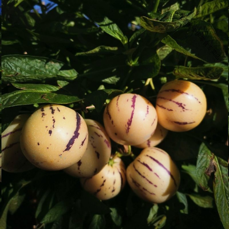 只发圆果云南石林人参果当季新鲜应季水果人生果热卖2斤圆大果特价