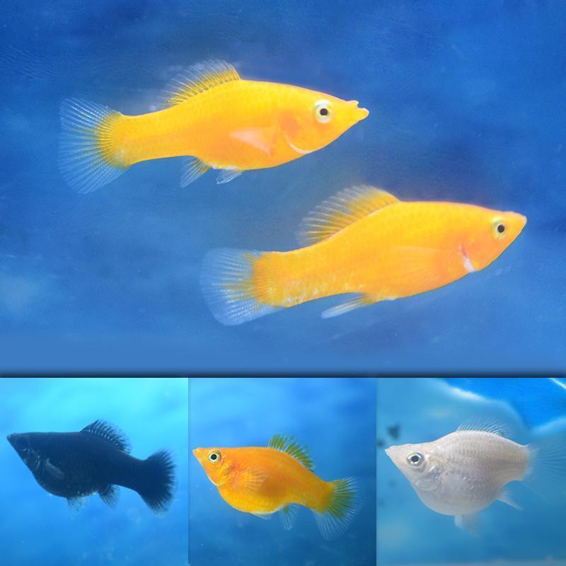 观赏鱼胎生下崽鱼皮球玛丽鱼玛丽鱼曼龙鱼热带鱼宠物鱼活体2cm小玛丽