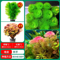水草植物鱼缸造景莫斯阴性水榕沉木蜈蚣水培懒人增氧乌龟真草草 均码 买1发3绿菊2杯+红菊1杯