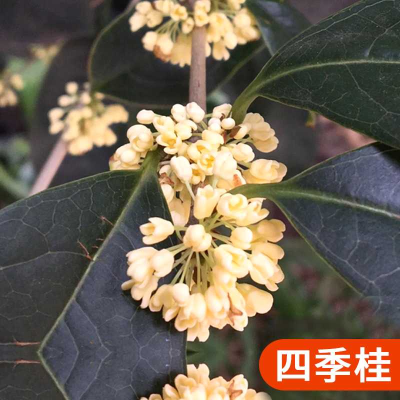 桂花树苗盆栽四季桂室内植物庭院盆景地栽花卉大树耐寒好养不怕 四季桂3公分粗高1.1-1.4米掌柜推荐
