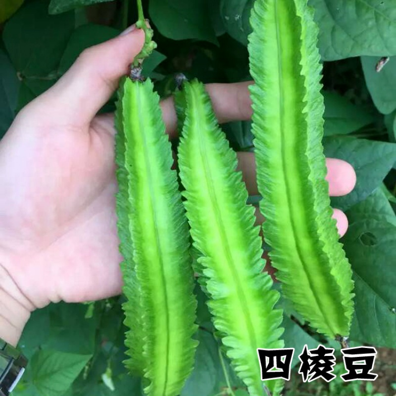 静谧园艺用品四棱豆种子四棱豆苗四角豆豆香龙豆四季盆栽蔬菜阳台种植 价格图片品牌报价 苏宁易购弘善园林专营店