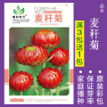 花种子四季播盆栽雏菊向日葵薰衣草太阳花种籽孑大全虞美人种植 均码 麦秆菊约100粒