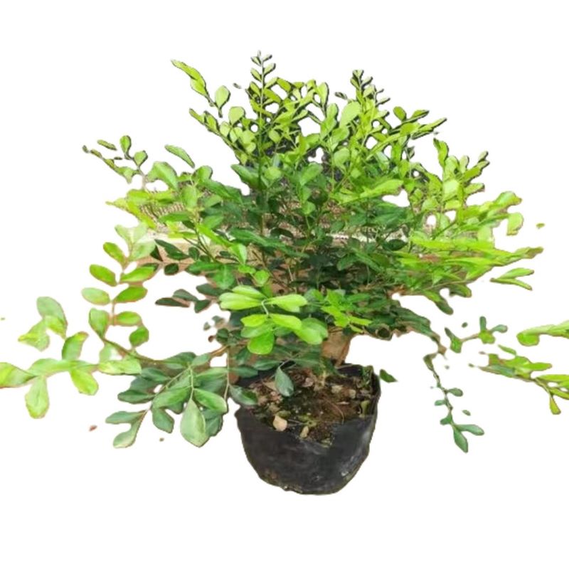 东方能展 绿植高清大图