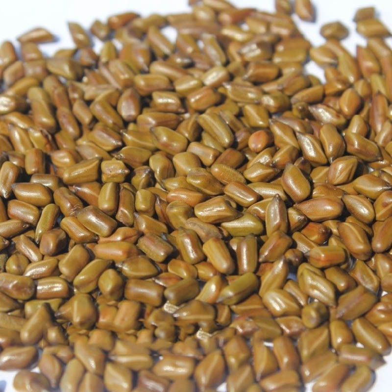 生决明子散装做枕芯十斤颈椎专用决明子生决明子5斤装枕头