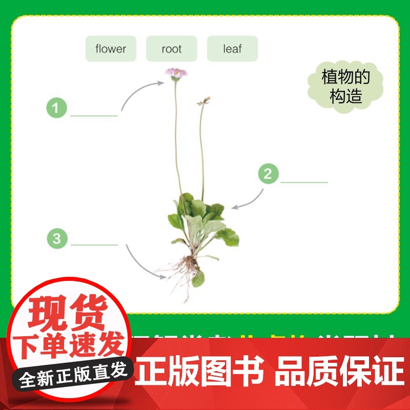 美国国家地理英语分级读物同步练第2级 儿童英语分级阅读第二级ket单词训练营英语词汇语法通用小学课外书籍高清大图