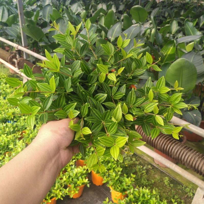 钻石翡翠盆栽兰植物花卉装修房净化客气吸甲醛苯室内绿植卧室