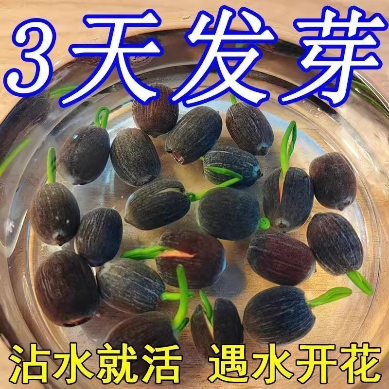 水培碗莲种籽子四季睡莲荷花水养植物种藕缸养盆栽铜钱草草籽种孑 均码 优质开口碗莲40颗送肥料