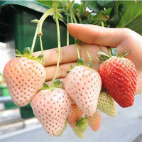 盆栽草莓苗 四季结果草莓苗 当年结果牛奶草莓苗 草莓苗 批发盆栽草莓苗 菠萝草莓