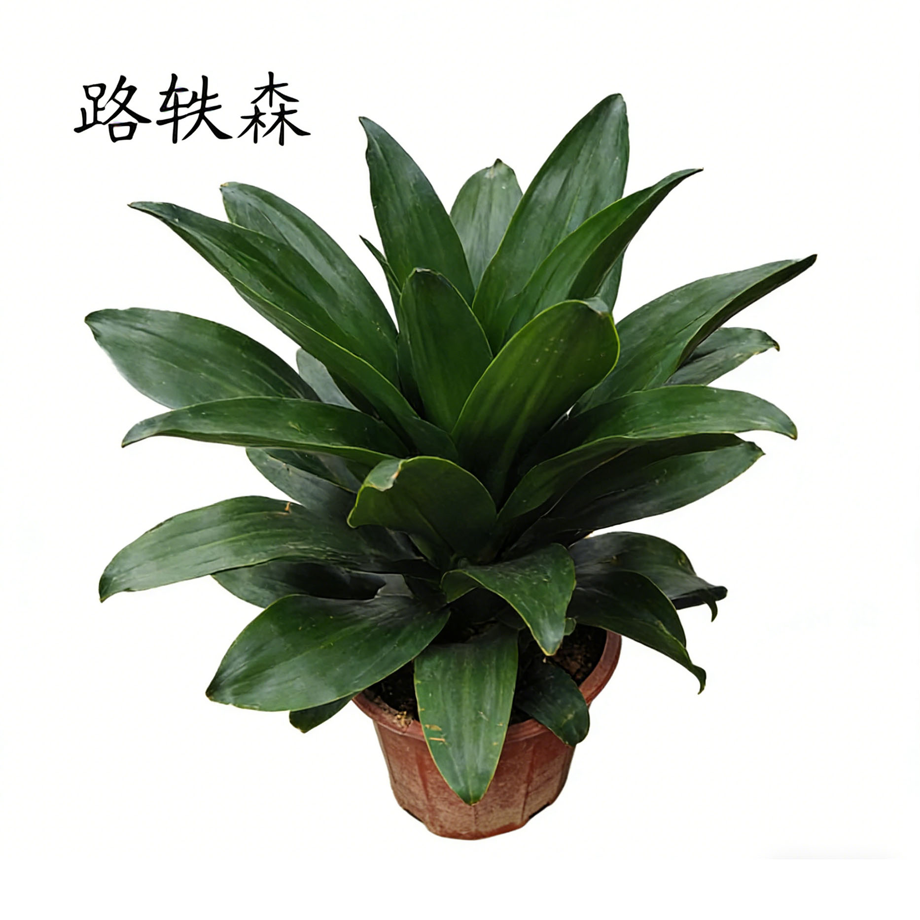 路轶森 精品也门铁 50cm 棵高清大图