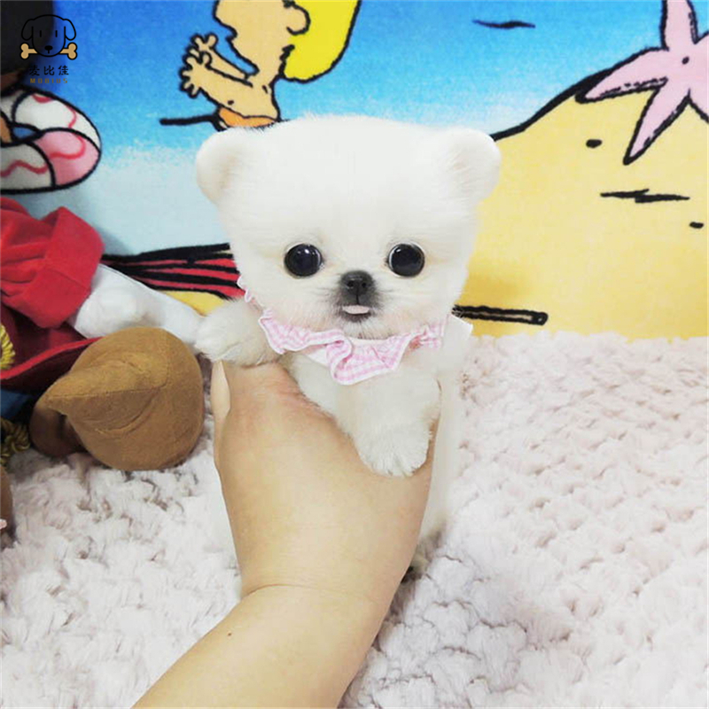 麦比佳 狗狗活体 纯种博美犬幼犬 活体宠物狗狗哈多利系球体博美狗 玩具型博美犬茶杯犬 长不大博美日系俊介犬高清大图