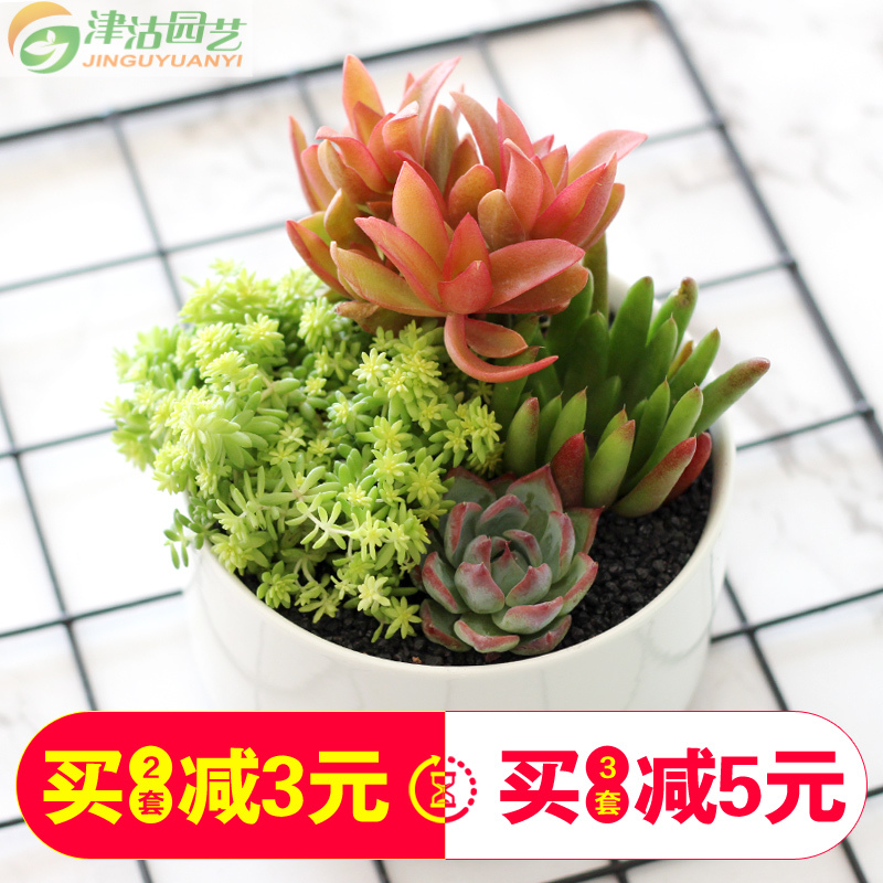 [包邮]津沽园艺 多肉植组合套装 白色陶瓷盆 4株多肉苗 多肉营养土 铺面金刚砂 桌面创意盆栽 1套