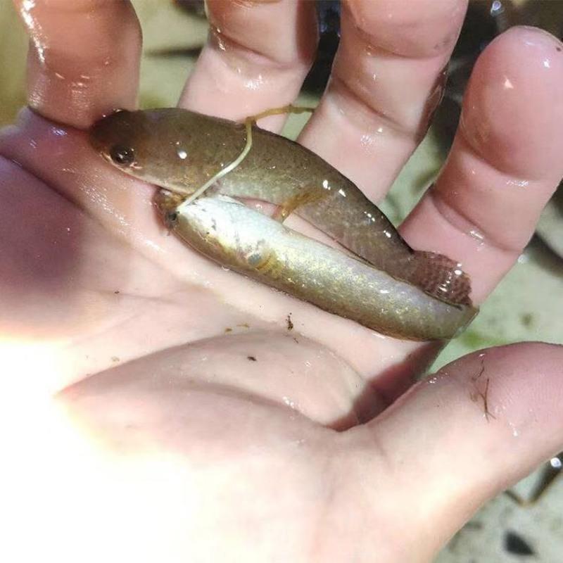 野生南鳢雷龙鱼七彩冷水鱼龙鱼淡水鱼观赏鱼活体凶猛