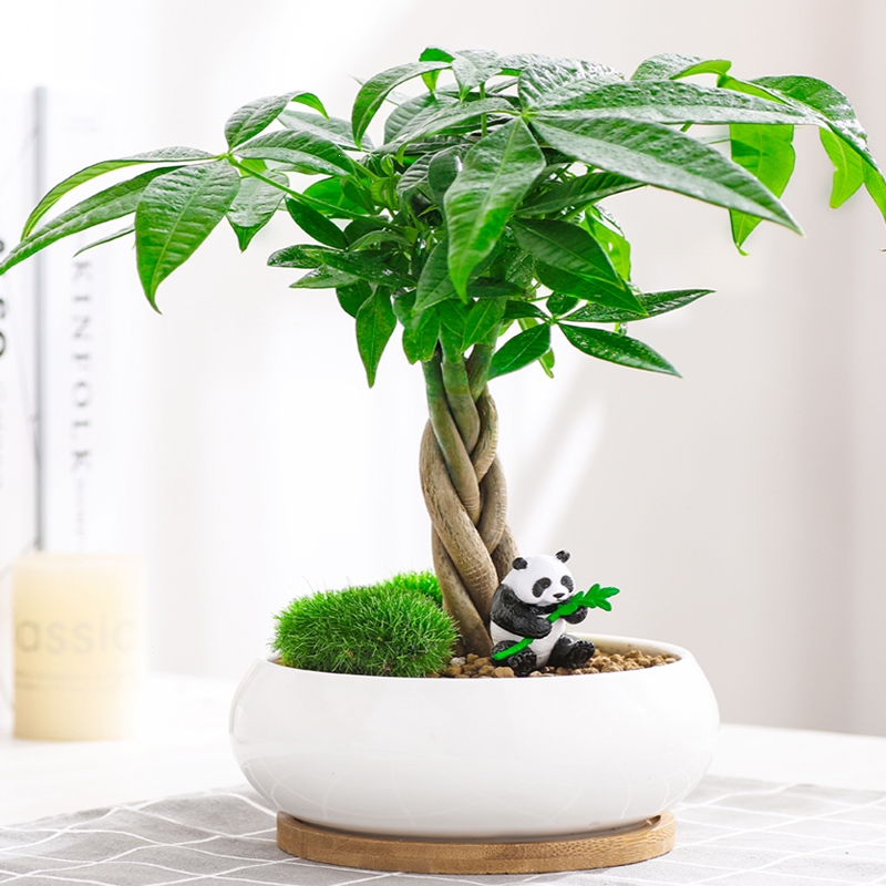 回固绿植发财树摆件盆栽植物室内小盆景办公室桌面客厅好养花观赏
