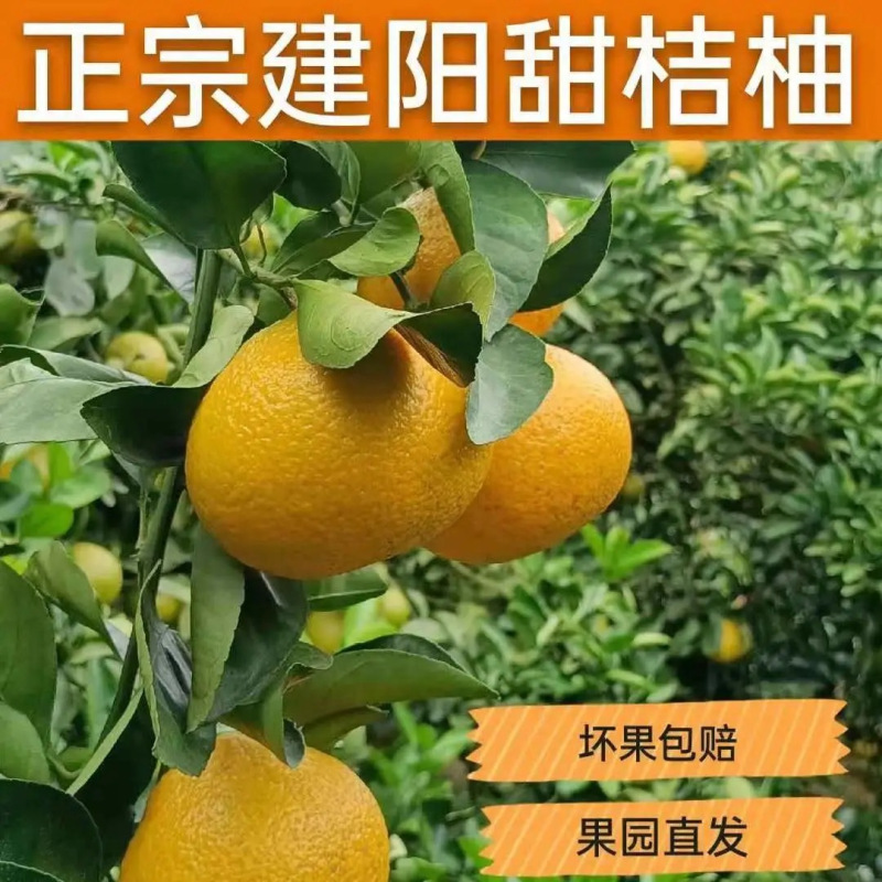 五个农民 [苏宁自有品牌]福建建阳甜桔柚5斤礼盒装 新鲜密柚桔子柚子