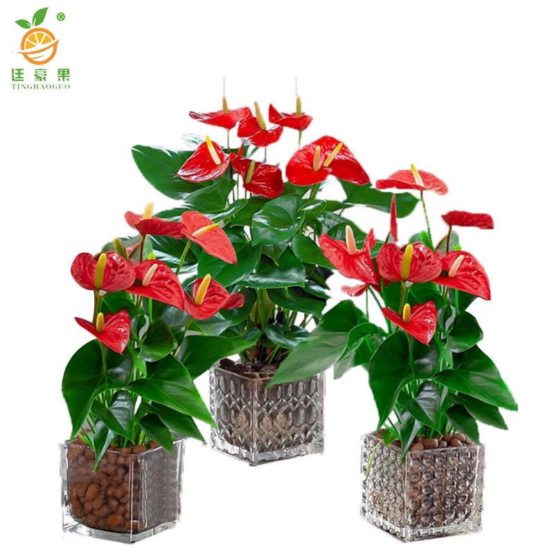廷豪果 红掌盆栽 5株 /盆高清大图