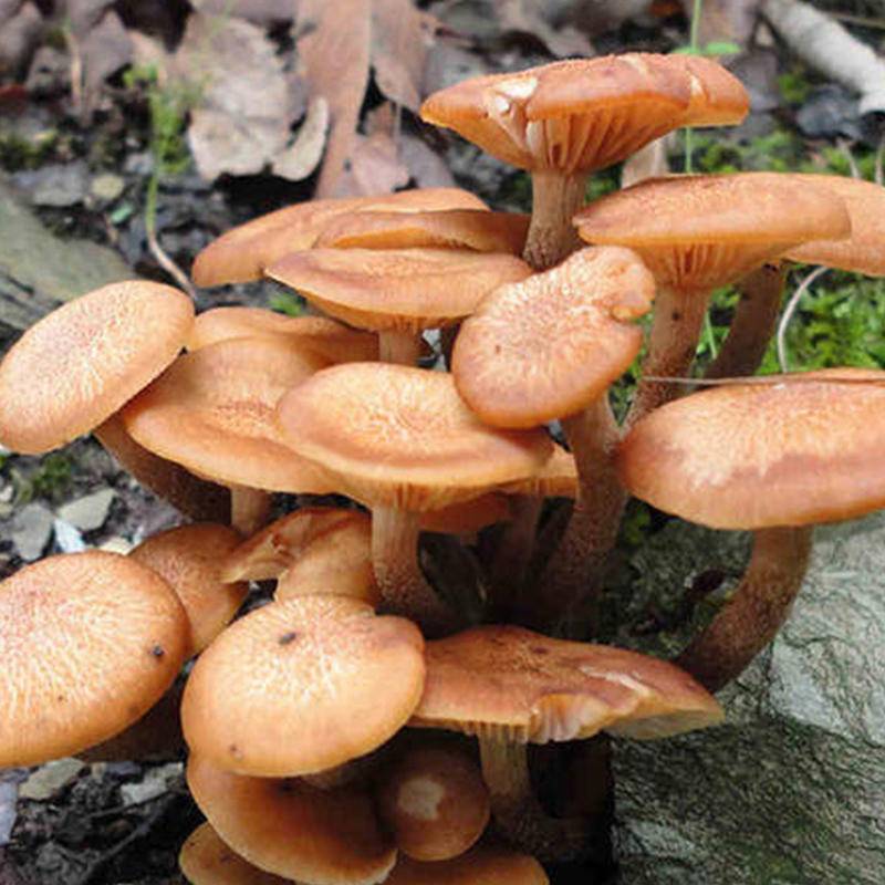 秦川印象野生青杠菌100g/罐高清大图