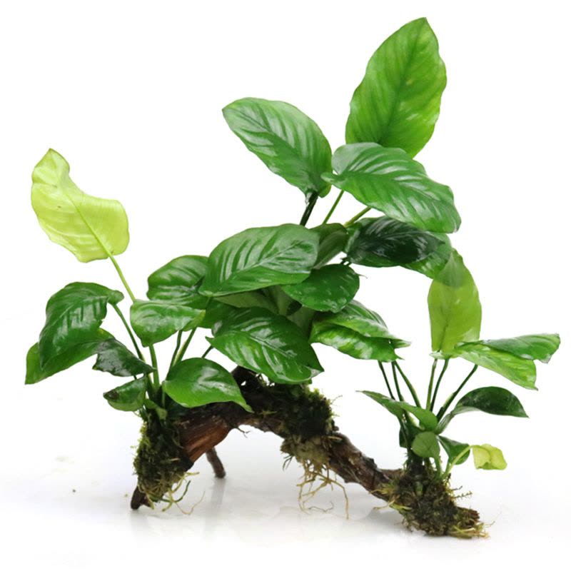 鱼缸造景莫斯沉木水榕无土植物懒人增氧真水草趴地矮珍珠陀草图片