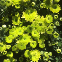 大菊花苗带花秋菊九月菊耐寒绿植四季开花乒乓美人菊荷兰雏菊盆栽粉色乒乓球(小苗6颗)不含盆
