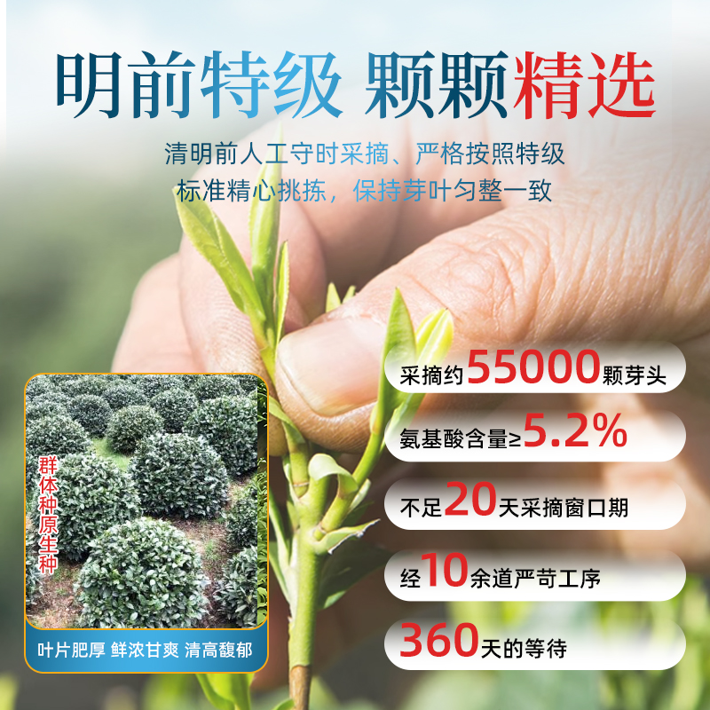 茶馬世家 品味春光明前特级龙井礼盒装200g(100g*2罐)+手提袋*1高清大图