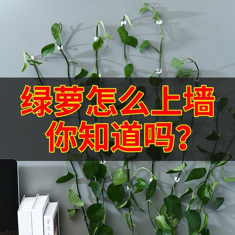 花卡夹子绿萝固定器可拆卸无痕藤本月季爬墙植物绿萝藤隐形绿植夹-【小号50个】高清大图