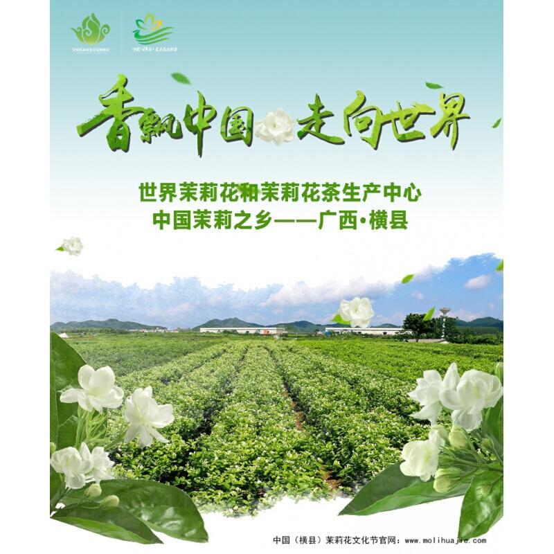 广西横县2018新鲜茉莉花干花枕头清香花茶睡眠安枕芯填充物5斤
