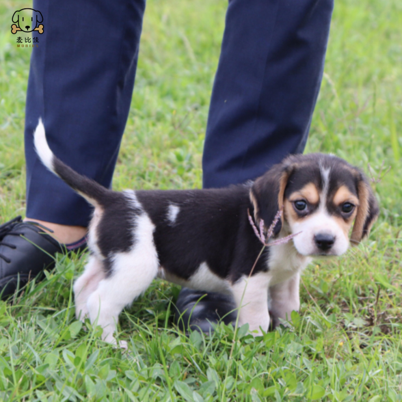 麦比佳宠物 比格犬幼犬 宠物狗比格犬狗狗活体纯种双血统短毛猎兔犬比格鲁中小型高智商家庭犬比格打猎狗 视频挑选包健康高清大图
