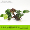 鱼缸装饰造景套餐真水沉木后景缸植物淡水小水榕养鱼懒人