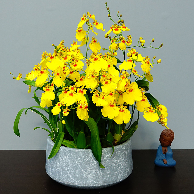 跳舞兰盆栽文心兰植物室内花艺前台餐桌办公桌艺术盆栽绿植