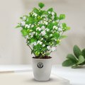 茉莉花苗盆栽带花苞九里香老桩驱蚊花卉植物室内浓香四季开花物内 含盆 带花苞发货茉莉花6年苗5棵鹅蛋盆+肥料