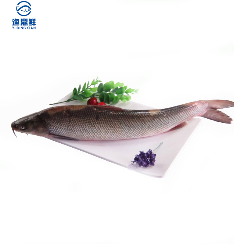 【鲜活】 渔鼎鲜天山鲜活鳕鱼700-800克/条 冷水雪鱼淡水鱼肉质白皙
