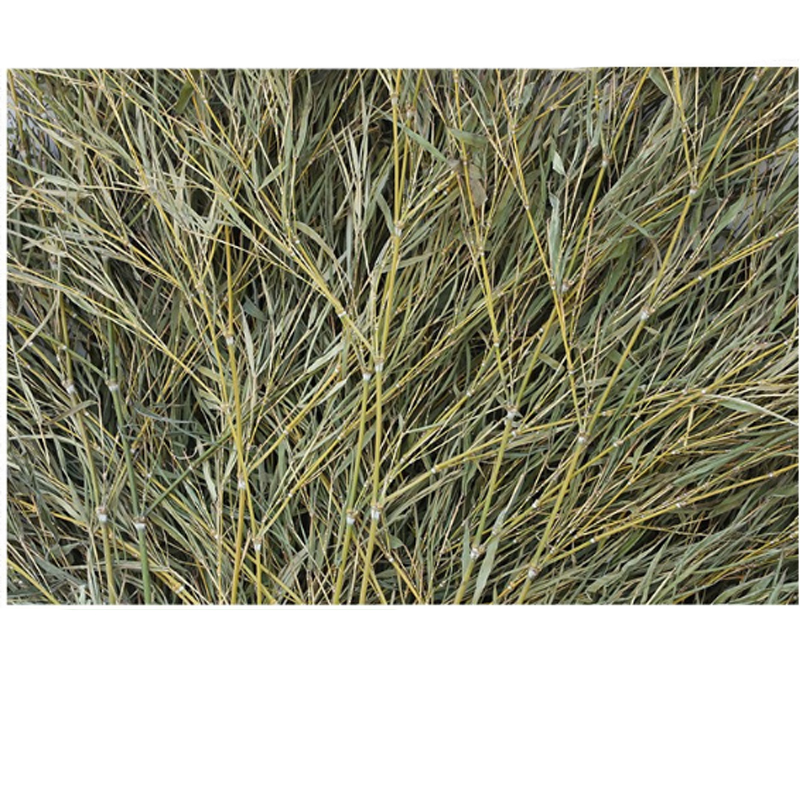 连瑞翔 大扫把 竹制 把高清大图