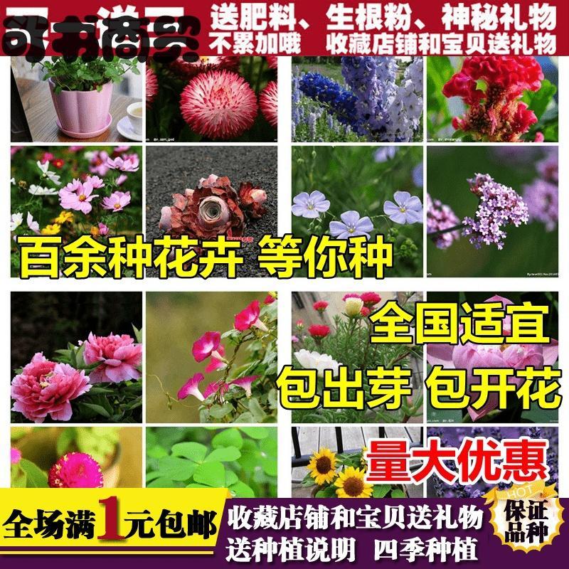 迎虞花苑宠物日用商贸花卉碗莲满天星太阳花薄荷多肉含羞草薰衣草波斯菊玫瑰花e 价格图片品牌报价 苏宁易购可书商贸日用专营店