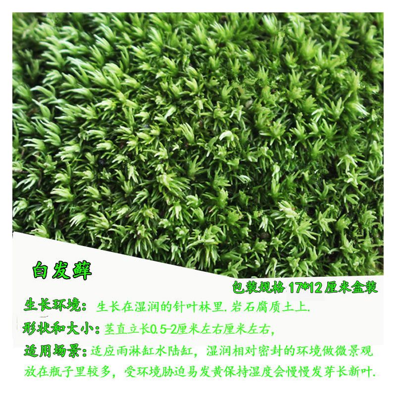苔藓微景观鲜活植物铺面盆景草种子鱼缸苔藓生态瓶养龟造景