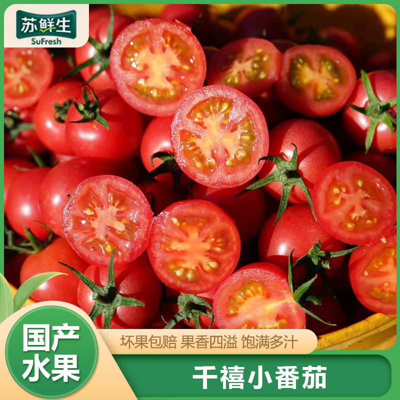 [苏鲜生]顺丰快递 新鲜千禧小番茄 净重2.8斤 现摘番茄水果自然熟孕妇蔬菜西红柿生吃千禧小番茄高清大图