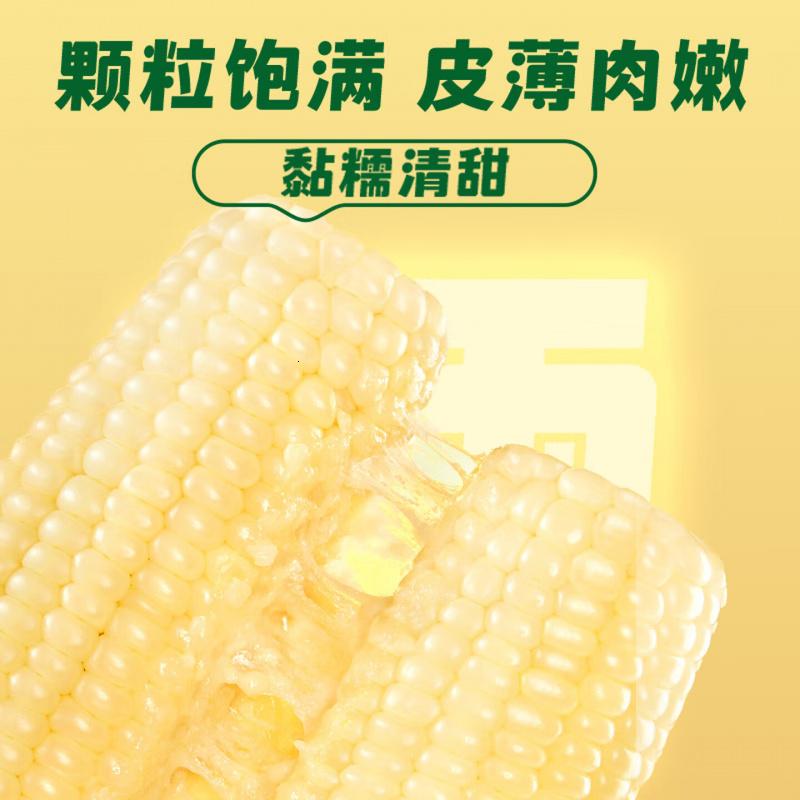 十月稻田 白糯玉米 4.16斤(260g*8根) 低脂早餐 东北玉米 杂粮粗粮高清大图