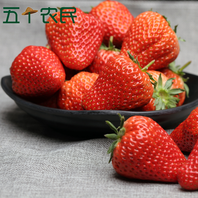 [五个农民]丹东99红颜草莓单果30-35g净重1.8斤 新鲜水果顺丰空运新鲜直达