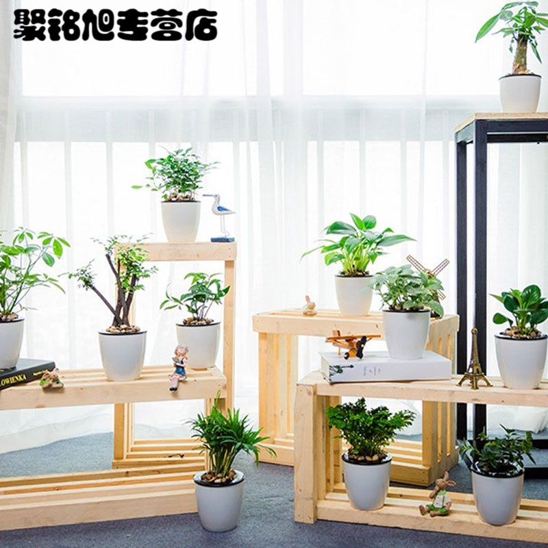(带盆栽好)金边虎皮兰绿植盆栽植物阳台办公桌窗台茶几书房盆栽绿植客厅花卉盆栽自动吸水虎皮兰花卉绿植盆栽