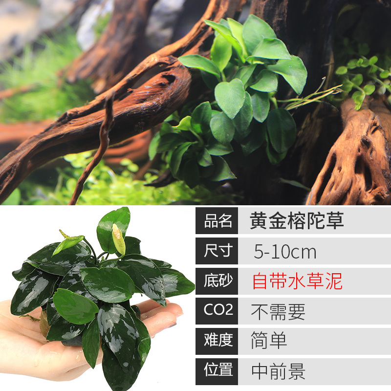 鱼缸水草植物真草造景莫斯懒人增氧淡水榕沉木爬地趴地矮珍珠
