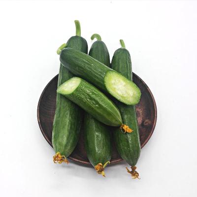 博多客水果小瓜新鲜水果蔬菜无刺荷兰小瓜小青瓜可生吃现摘5斤装_6_9